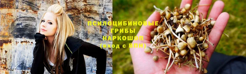 Галлюциногенные грибы Magic Shrooms  продажа наркотиков  Балтийск 